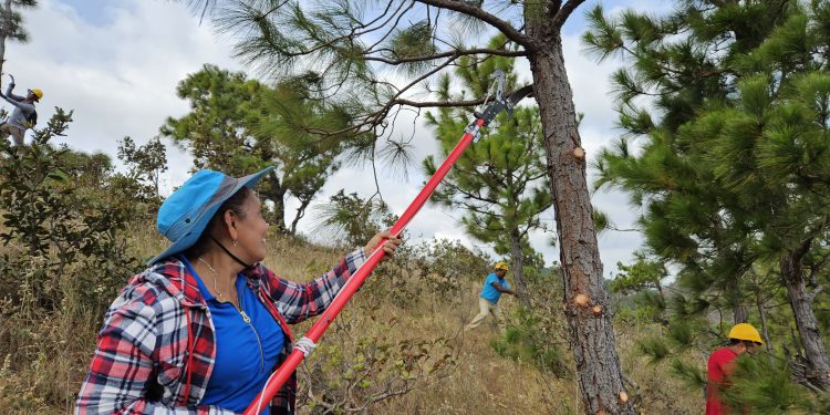 Impulsan manejo silvicultural en el área protegida Cerro de la Bandera