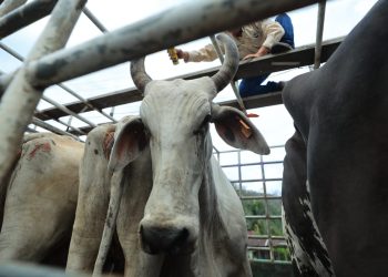 MAGA efectúa acciones contra el gusano barrenador del ganado. / Foto: MAGA.