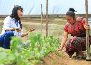 La FAO y el Gobierno de Guatemala buscan alternativas agrícolas amigables con el medio ambiente.