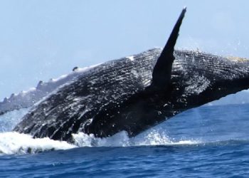 Las ballenas aportan grandes cantidades de nitrógeno y otros nutrientes con la orina y otros desechos.