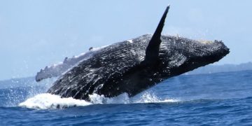 Las ballenas aportan grandes cantidades de nitrógeno y otros nutrientes con la orina y otros desechos.