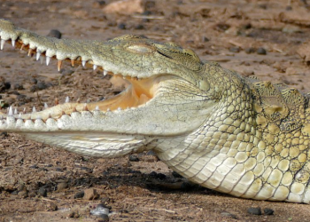 Conap alerta sobre venta ilegal de carne de animales silvestres. / Foto: archivo.