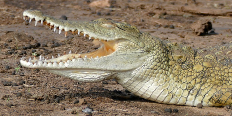 Conap alerta sobre venta ilegal de carne de animales silvestres. / Foto: archivo.