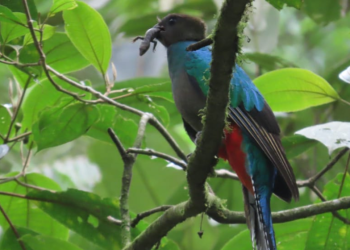 Avistan Quetzal en el Parque Regional Municipal San Rafael Pie de la Cuesta "Refugio del Quetzal". (Foto: Conap)