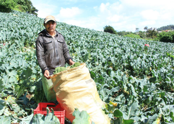 Crédito Tob'anik está diseñado especialmente para aquellos agricultores que encuentran obstáculos en el acceso a financiamiento a través de la banca tradicional. / Foto: MAGA.