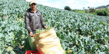 Crédito Tob'anik está diseñado especialmente para aquellos agricultores que encuentran obstáculos en el acceso a financiamiento a través de la banca tradicional. / Foto: MAGA.