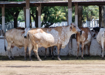 El proceso de certificación de animales de raza pura protege a los productores de posibles fraudes, e impulsa el desarrollo de la ganadería en el país. / Foto: MAGA