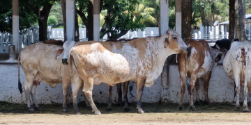 El proceso de certificación de animales de raza pura protege a los productores de posibles fraudes, e impulsa el desarrollo de la ganadería en el país. / Foto: MAGA