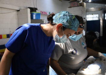 Realizan jornada de esterilización de gatos en la zona 7 capitalina. /Foto: MAGA.