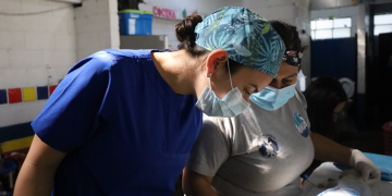 Realizan jornada de esterilización de gatos en la zona 7 capitalina. /Foto: MAGA.