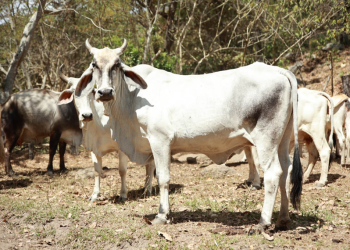 MAGA mantiene esfuerzos contra la brucelosis. / Foto: MAGA.