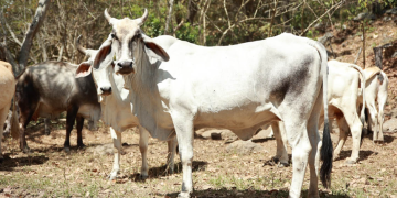 MAGA mantiene esfuerzos contra la brucelosis. / Foto: MAGA.