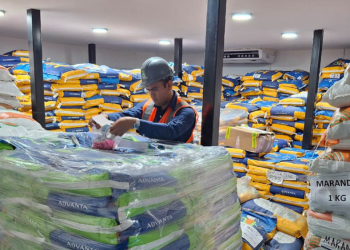 La demanda de semillas guatemaltecas en el extranjero abre la puerta a nuevos mercados. / Foto: MAGA