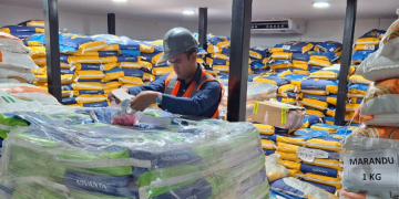 La demanda de semillas guatemaltecas en el extranjero abre la puerta a nuevos mercados. / Foto: MAGA