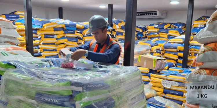 La demanda de semillas guatemaltecas en el extranjero abre la puerta a nuevos mercados. / Foto: MAGA