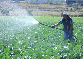 Desde el MAGA, se ha resaltado que el crédito Tob'anik representa una oportunidad para impulsar el desarrollo económico. / Foto: MAGA