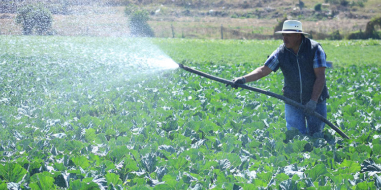 Desde el MAGA, se ha resaltado que el crédito Tob'anik representa una oportunidad para impulsar el desarrollo económico. / Foto: MAGA