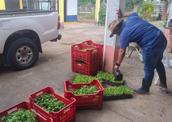 Los beneficiarios de esta entrega de pilones han sido previamente capacitados en el manejo de los sistemas de riego y producción bajo condiciones controladas. / Foto: MAGA.