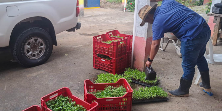 Los beneficiarios de esta entrega de pilones han sido previamente capacitados en el manejo de los sistemas de riego y producción bajo condiciones controladas. / Foto: MAGA.