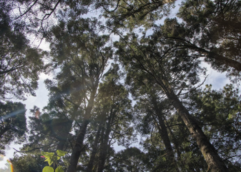 El Día Internacional de los Bosques es una jornada conmemorativa que se celebra desde el 2013. (Foto: Conap)