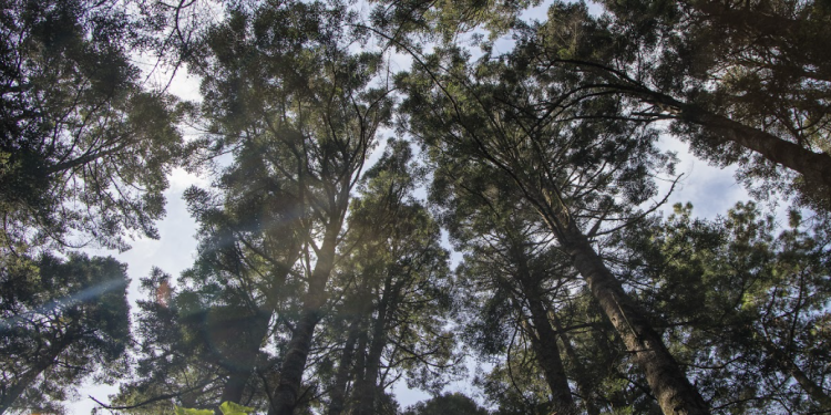 El Día Internacional de los Bosques es una jornada conmemorativa que se celebra desde el 2013. (Foto: Conap)