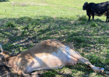 Ganado infectado por el gusano barrenador del ganado. / Foto: MAGA.