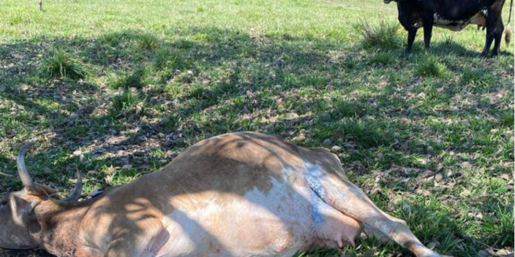 Ganado infectado por el gusano barrenador del ganado. / Foto: MAGA.