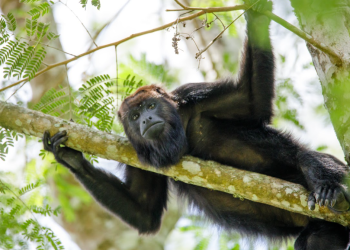 Conap advierte no alimentar a la fauna silvestre. (Foto: Conap)