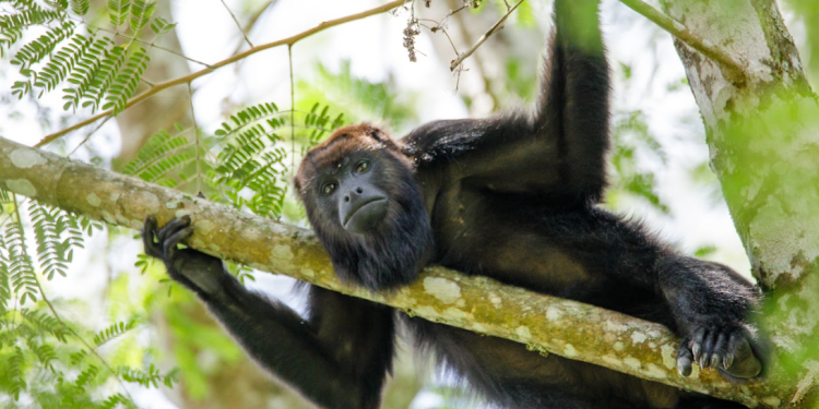 Conap advierte no alimentar a la fauna silvestre. (Foto: Conap)