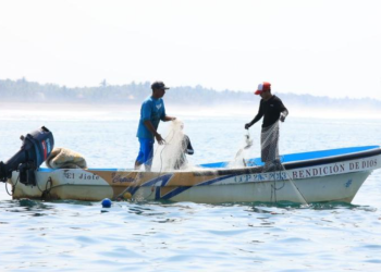 Esta regulación busca asegurar la conservación de especies fundamentales para la salud de los arrecifes coralinos. / Foto: MAGA