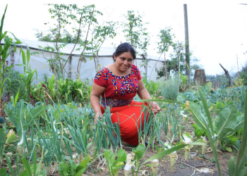 MAGA apoya a pequeños y medianos agricultores con el Crédito Tob’anik. / Foto: MAGA