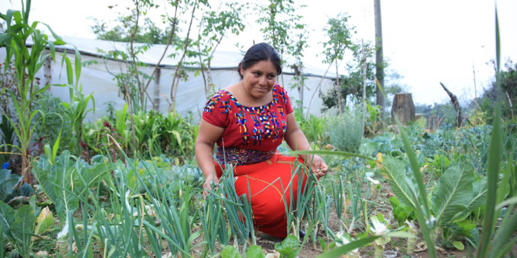MAGA apoya a pequeños y medianos agricultores con el Crédito Tob’anik. / Foto: MAGA