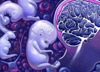 El cerebro es capaz de readaptar sus estímulos ante la falta de una parte corporal. / Imagen: Psicología y Mente en línea.