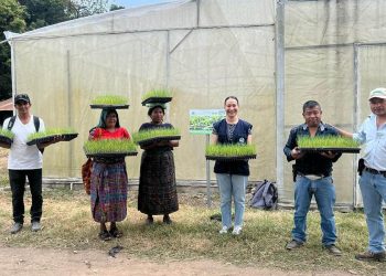 Entregan pilones de cebolla en Baja Verapaz para fomentar producción agrícola local. / Foto: MAGA.