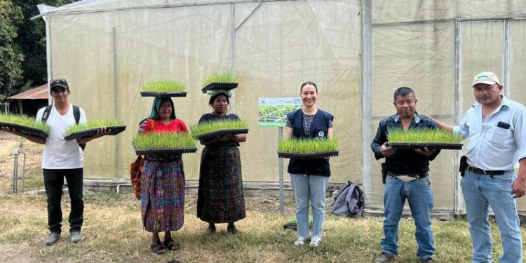 Entregan pilones de cebolla en Baja Verapaz para fomentar producción agrícola local. / Foto: MAGA.