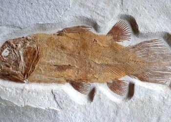 Decenas de fósiles marinos fueron a parar a un vertedero no determinado de Nashville, Tennessee./Foto: Archivo