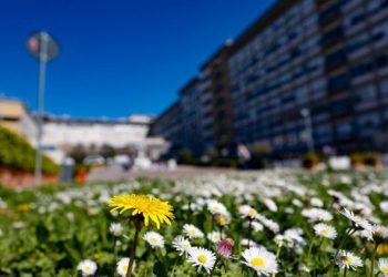 El papa Francisco cumple 34 días en el hospital Gemelli de Roma, pero el Vaticano reporta mejoría.