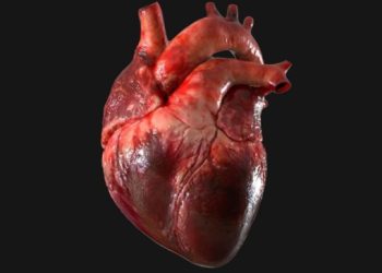 Inteligencia artificial mediría edad biológica del corazón humano. / Foto: Medicina y Salud Pública.