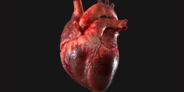 Inteligencia artificial mediría edad biológica del corazón humano. / Foto: Medicina y Salud Pública.