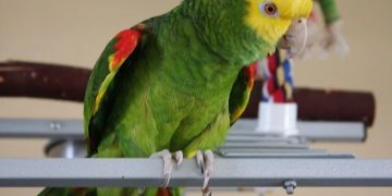 La capacidad de hablar de los loros está relacionada a la actividad cerebral parecida a la de los homanos.