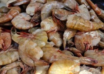 MAGA impulsa la conservación de camarón en el océano Pacífico mediante las vedas. / Foto: MAGA.