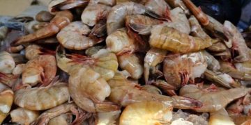 MAGA impulsa la conservación de camarón en el océano Pacífico mediante las vedas. / Foto: MAGA.