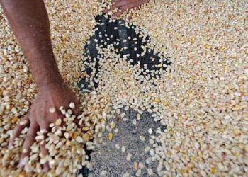 El objetivo de el contigente de maíz blanco es garantizar el abastecimiento y la alimentación de los guatemaltecos.