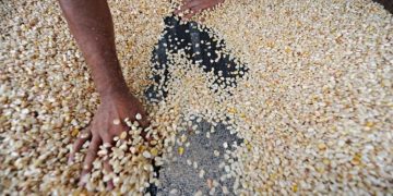 El objetivo de el contigente de maíz blanco es garantizar el abastecimiento y la alimentación de los guatemaltecos.