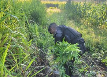Operativo permitió erradicación de marihuana en Las Cruces, Petén. / Foto: PNC.