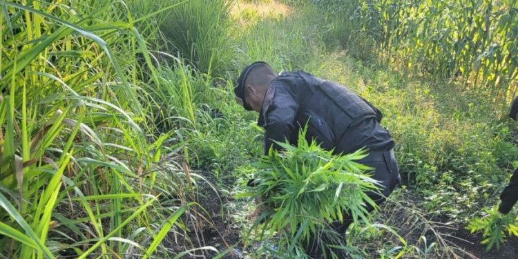 Operativo permitió erradicación de marihuana en Las Cruces, Petén. / Foto: PNC.