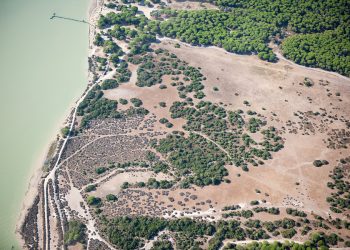 Parque Nacional de Doñana, en Huelva. / Foto: Junta de Andalucía.