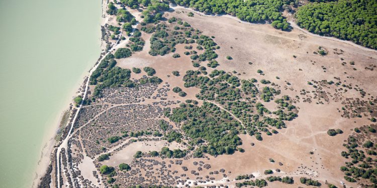 Parque Nacional de Doñana, en Huelva. / Foto: Junta de Andalucía.