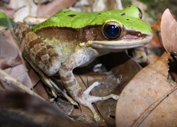 Rana Odorrana. / Foto: Wikipedia.