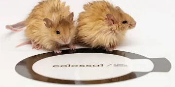 Ratón con pelaje de mamut confirma la desextinción en el mundo. / Foto: EFE.